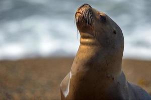 female sea lion on the beach photo