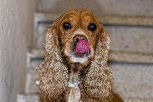 puppy dog cocker spaniel portrait photo