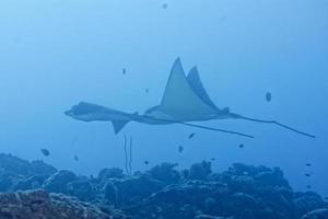 manta raya águila mientras bucea en maldivas foto