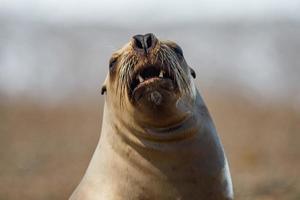 Roar of sea lion seal photo