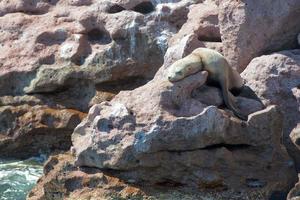 sea lion seals relaxing photo