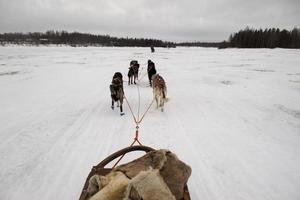 Sled dog while running on the snow photo