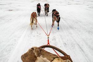 perro de trineo corriendo en la nieve foto