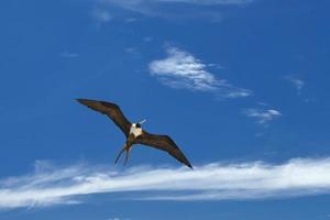 Gannet Bird while flying photo