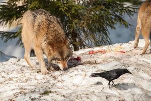 wolf eating and hunting on the snow photo