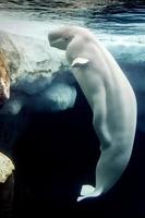 Beluga whale white dolphin portrait photo