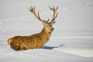 Isolated Deer on the white snow background photo