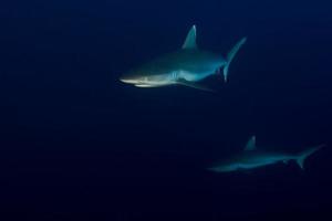 Grey shark jaws ready to attack underwater close up portrait photo