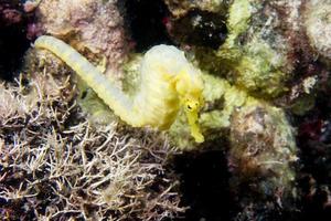 un caballito de mar hembra kuda amarillo en filipinas foto