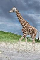 Giraffe coming to you on deep blue sky background photo