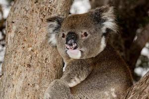 koala salvaje en un árbol mientras te mira en la isla canguro foto