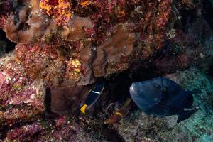 pez gatillo en el fondo del arrecife de roca bajo el agua foto