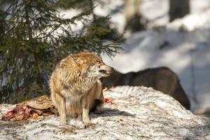 wolf eating in the snow photo