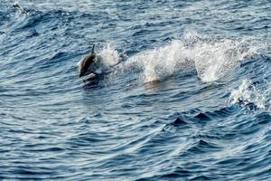 Dolphins while jumping in the deep blue sea photo