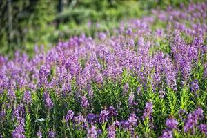 fire weed flowers photo