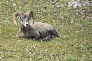 Big Horn Sheep portrait photo