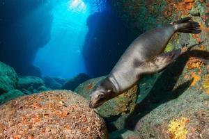 Puppy sea lion underwater looking at you photo