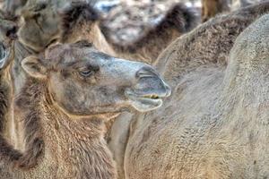 retrato de primer plano de camello marrón foto