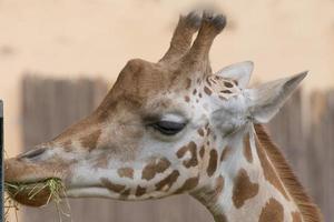 Isolated giraff close up portrait while eating photo