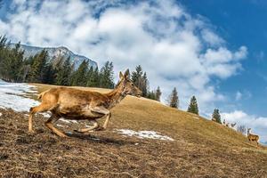 Deer on the grass background photo