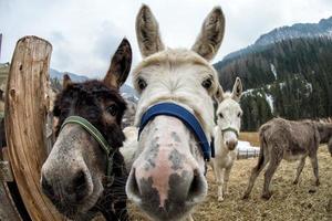 donkey close up portrait looking at you photo