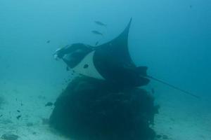 Manta underwater close up portrait while diving photo
