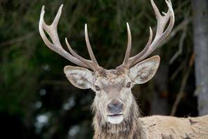 Deer on the grass background photo