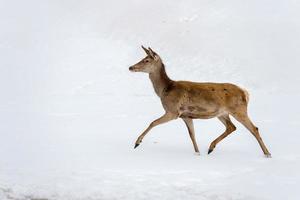 ciervo corriendo sobre la nieve en navidad foto