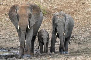 familia con elefante bebé en el parque kruger sudáfrica foto