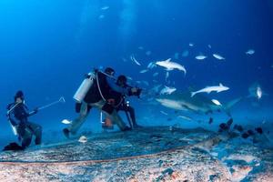 bull shark while shark feeding photo
