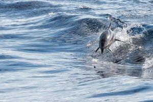 common dolphin jumping outside the ocean photo