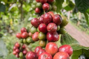 Mature coffee seeds of indonesia bali island photo