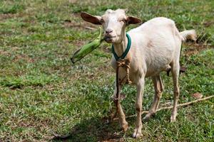 female goat portrait eating a banana photo