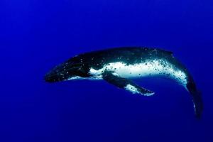 ballena jorobada bajo el agua en moorea, polinesia francesa foto