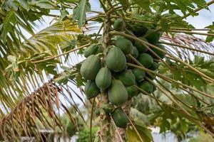 papaya fruit on tree ready for harvest photo