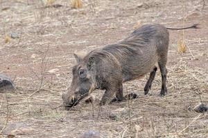 warthog in kruger park south africa photo