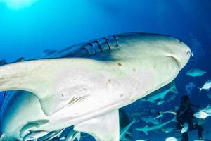 bull shark while ready to attack while feeding photo