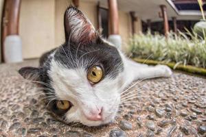 white and black cat looking at you photo