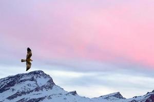 un águila pescadora cometa en el fondo del cielo rosa de la montaña al atardecer foto