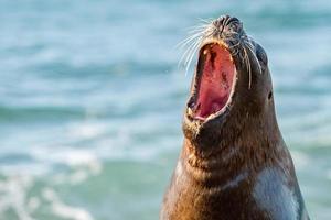 Roar of sea lion seal photo