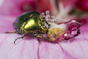 Green metallic beatle photo