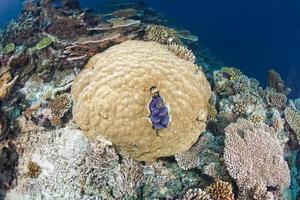 diving in colorful reef underwater photo