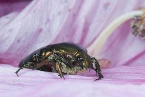 Green metallic beatle Cetonia aurata photo