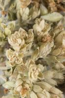 Dried oregano macro photo