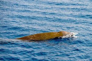 rara ballena picuda de ganso delfín ziphius cavirostris foto