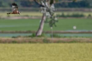 hawk while flying and hunting photo
