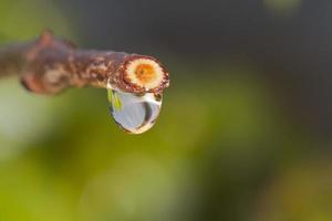 raindrops on a leaf photo