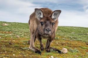 Kangaroo looking at you on the grass photo