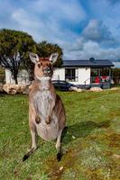 Kangaroo looking at you on the grass outside house photo