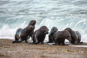 baby newborn sea lion on the beach photo